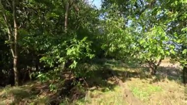 Terk Edilmiş Fazla Büyümüş Demiryolu Raylarında Yürüyorum