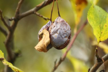 Kurutulmuş erikler bir ağaç dalına asılmış, yakın plan. Sonbahar meyve dokusu, geç sezon, hasat sonu, doğal çürüme konsepti..