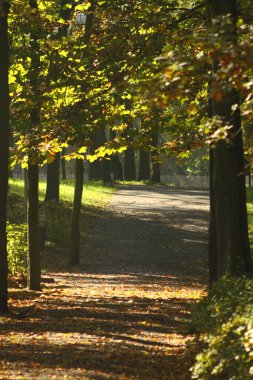 Ağaç gövdeleriyle çevrili ve sonbahar yapraklarıyla kaplı gölgeli park yolu. Dramatik güneş ışığı ve gölge kontrastı. Dikey doğa arkaplanı.