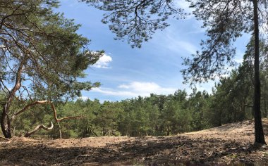 Yoğun bir çam ormanının engin panoramik manzarası parlak mavi bir gökyüzünün altında, kuru ve yüksek bir yerden görülüyor. Güzel yaz / bahar doğa ortamı