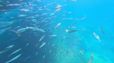 Sualtı Sahnesi Başçavuş Abudefduf Saxatilis, Mercan Resifi ve Tropikal Balık