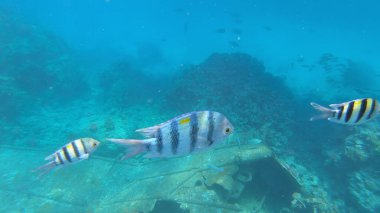 Başçavuş resifin altında büyük balık.