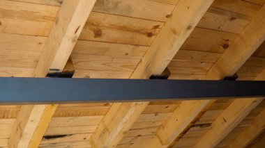 Yuva inşaatında yakalı güvercin, Streptopelia decaocto