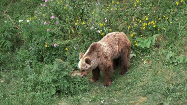 Ormandaki büyük kahverengi ayı