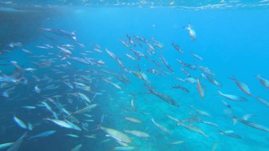 Sualtı Sahnesi Başçavuş Abudefduf Saxatilis, Mercan Resifi ve Tropikal Balık