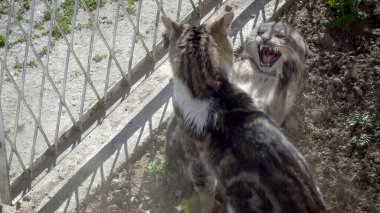 İki çizgili kumru çimenlerde aşk ritüeli yapıyor.
