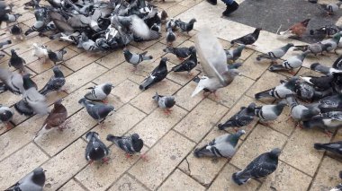 Selanik, Yunanistan - 14 Mayıs 2019: Yunanistan 'ın Selanik kentinde Yürüyen Güvercinleri Besleyen İnsanlar, yavaş çekim