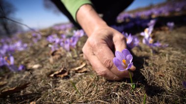 Yürüyüşçü baharda yabani mor timsah tarlasından bir çiçek topluyor.