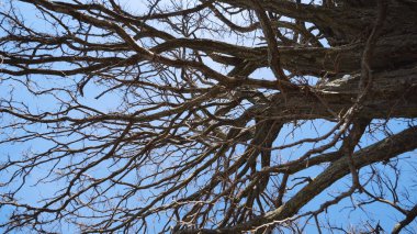 Çıplak dallar mavi gökyüzüne karşı