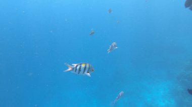 Sualtı Sahnesi Başçavuş Abudefduf Saxatilis, Mercan Resifi ve Tropikal Balık