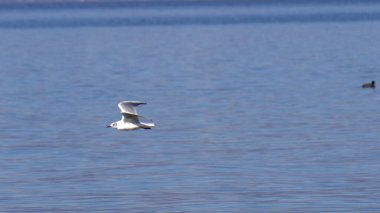 Ohri Gölü 'nün üzerinde uçan martılar ve arka planda kar dağları