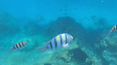 Başçavuş resifin altında büyük balık.