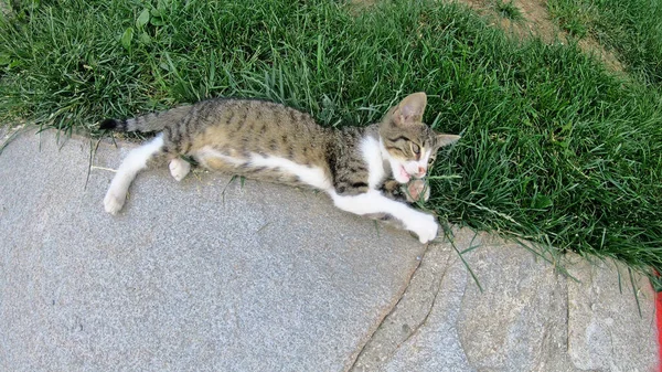 Katt Spelar Gården Slow Motion — Stockfoto