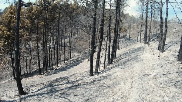 Remnants Of Forest Fire, burned trees and ash ground