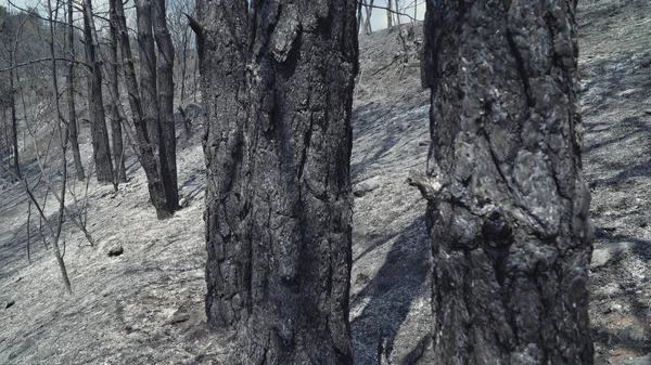 After the fire, burned trees and ground is covered with a black layer of burning and ash