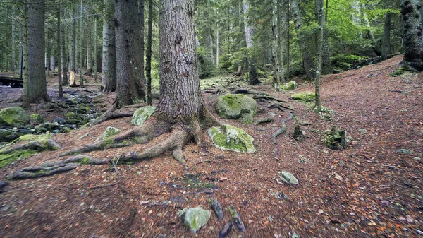 Fantastisk Höst Skog Med Gula Blad Golvet Och Gröna Tallar — Stockfoto