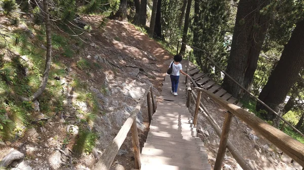 Bulgaristan Bansko Kentindeki Pirin Dağı Ndaki Eski Dev Meşe Ağacı — Stok fotoğraf