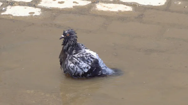 Pigeons Bathe Puddle Clean Beautiful Feathers Water — Stock Photo, Image