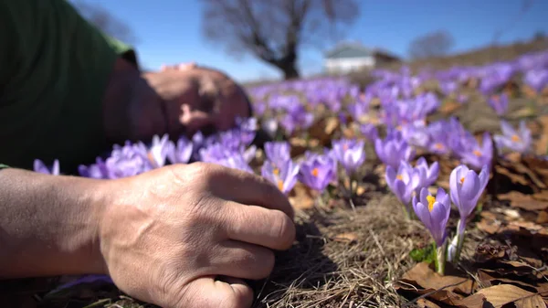 Man laying on the meadow in spring with purple crocus flowers around him