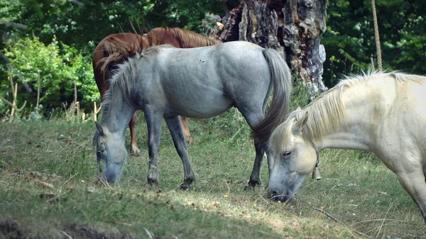 Groep Wilde Paarden Grazend Bergen — Stockfoto