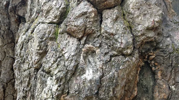 質感の古いオークの木の樹皮の閉鎖 — ストック写真