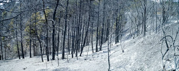 Scene Ash Covered Forest Fire — Stock Photo, Image