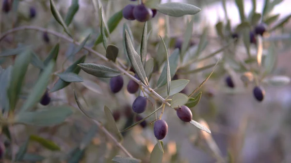 Olive branch against the blue sky on a Sunny day.