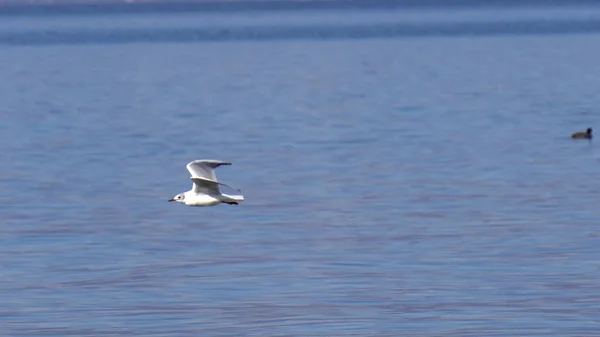 Gaviota Volar Sobre Lago Ohrid Con Montañas Nieve Fondo —  Fotos de Stock