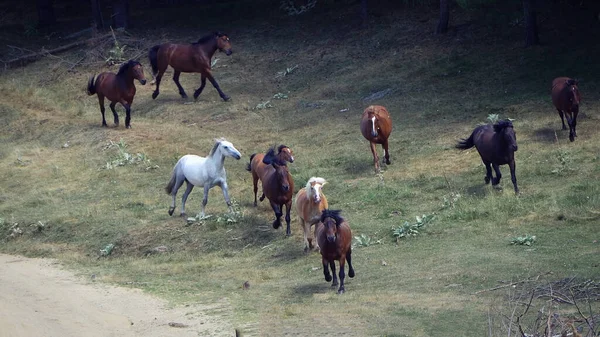Dağda Koşan Vahşi Atlar — Stok fotoğraf
