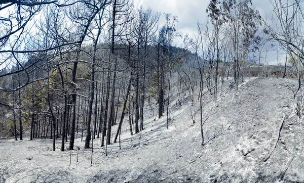 Bosque Negro Oscuro Quemado Ash Cubierto Fuego Forestal Concepto Calentamiento — Foto de Stock
