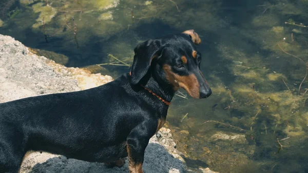 Perro Pier Stage Por Orilla Del Lago — Foto de Stock