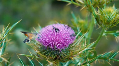 Bulanık pembe kutsal süt devedikeni çiçeği, kapat