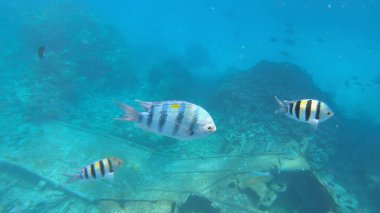 Başçavuş resifin altında büyük balık.