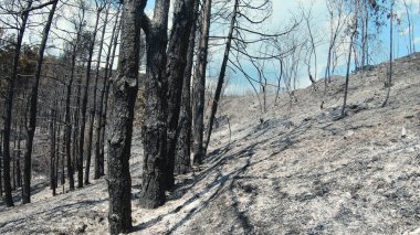 Orman yangını kalıntıları, yanmış ağaçlar ve kül toprağı.