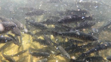 Alabalık sürüsü, doğal nehir habitatında suyun altında yüzer. Küçük temiz derede sualtı fotoğrafı..