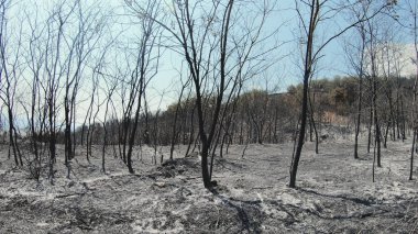 Orman yangını kalıntıları, yanmış ağaçlar ve kül toprağı.