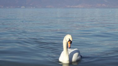 Bir gölün yüzeyinde kuğu. Gölün yüzeyinde yalnız bir kuğu.