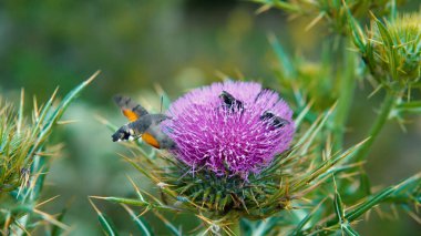 Bulanık pembe kutsal süt devedikeni çiçeği, kapat
