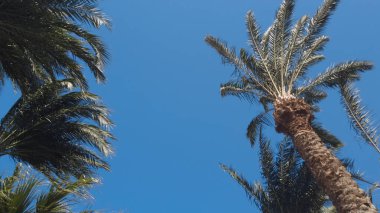 Palmiye ağaçları doğa arka planı