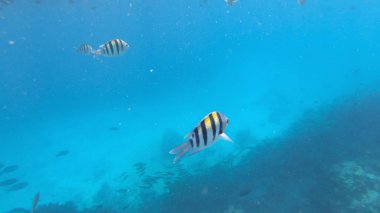 Başçavuş resifin altında büyük balık.