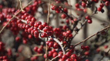 Parkta kırmızı böğürtlenli renkli sonbahar çalıları; sığ alan derinliği