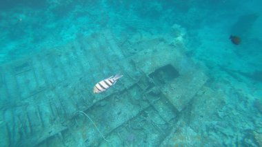 Başçavuş resifin altında büyük balık.