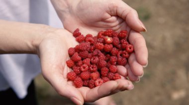 Çiftlikten taze ahududu toplayan kadınlar.