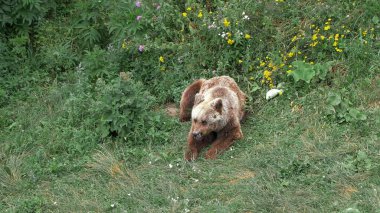 Ormandaki büyük kahverengi ayı