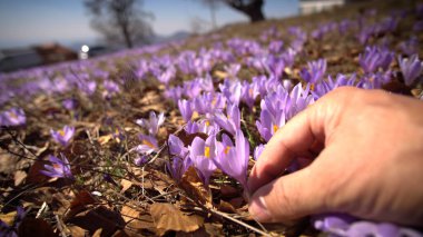 Baharda çayırda yatan bir adam etrafındaki mor kır çiçekleriyle