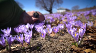 Baharda çayırda yatan bir adam etrafındaki mor kır çiçekleriyle