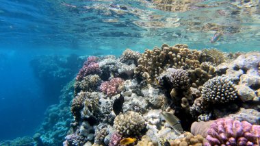 Tropikal resif deniz altı deniz manzarası. Su altı mercan resifi sahnesi. Renkli mercan resifleri. Deniz yaşamı balık bahçesi