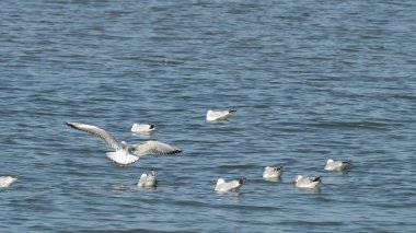 Deniz kıyısında yüzen martı sürüsü.