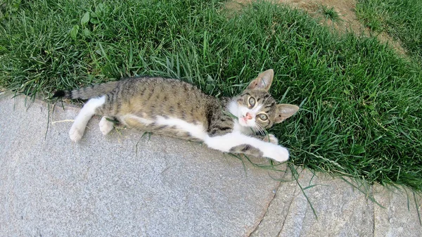 Katt Spelar Gården Slow Motion — Stockfoto