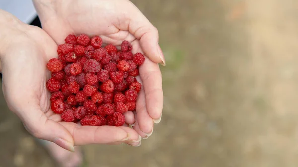 Frauen Sammeln Frische Himbeeren Direkt Vom Bauernhof — Stockfoto